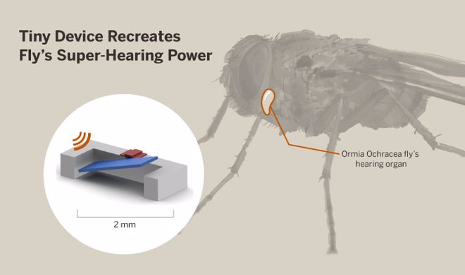 dispositivo audtivo basado en la mosca