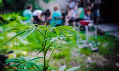 Foto: Marihuana a domicilio gracias a una aplicación de móvil en EEUU (CANNABIS MAGAZINE)