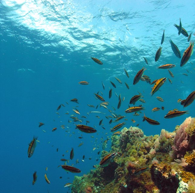 peces fotografiados durante una inmersión