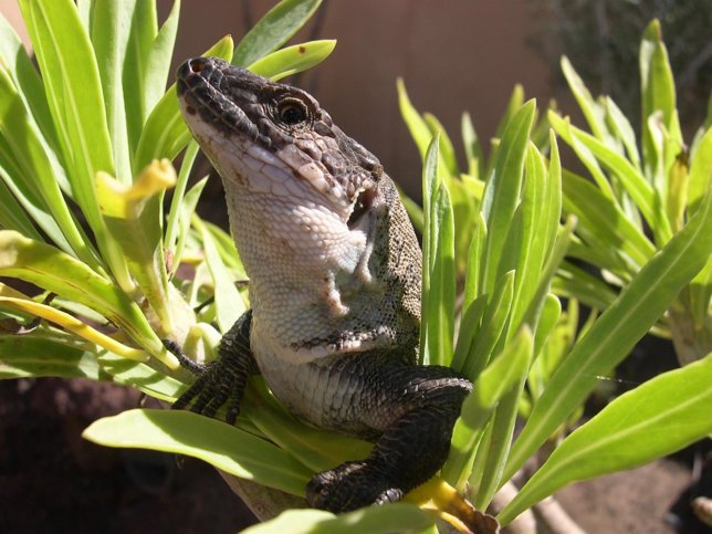 Lagarto Gigante de La Gomera