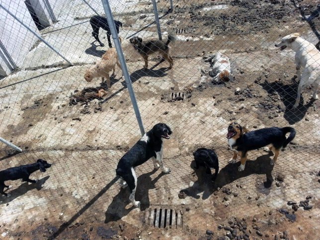 Dos cadáveres de perros sin retirar en la perrera municipal de Vélez-Rubio