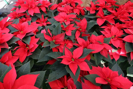 Poinsettias