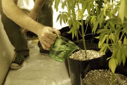 Foto: El Gobierno de Uruguay publica las normas que regularán el uso de marihuana con fines medicinales (ANDRES STAPFF / REUTERS)