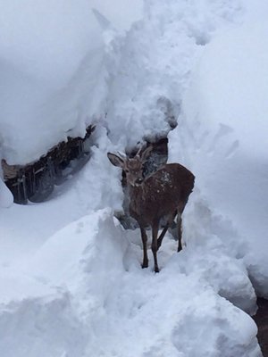 Excursionistas rescatan un venado atrapado en la nieve (vea el video) 2 Ciervo atrapado