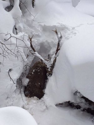 Excursionistas rescatan un venado atrapado en la nieve (vea el video) 1 Cervatillo atrapado en Reinosa
