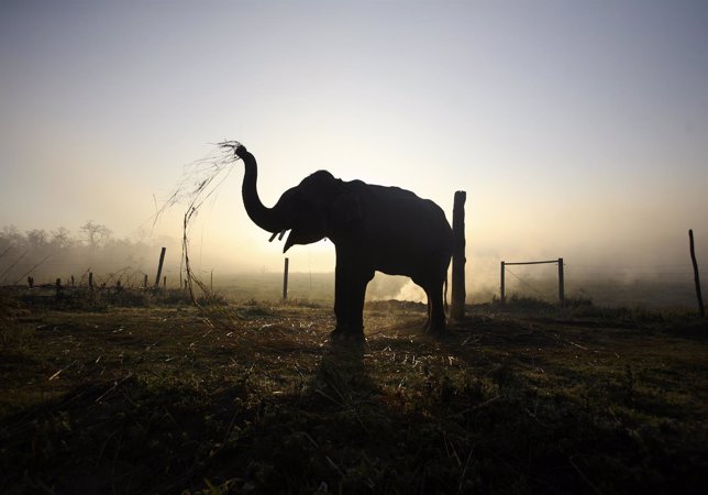 Elefante asiático