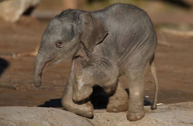 Elefante asiático