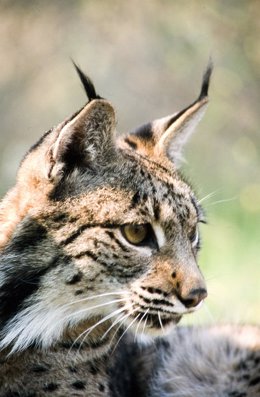 Foto: El lince ibérico reaparece en Madrid (GOBIERNO DE EXTREMADURA)