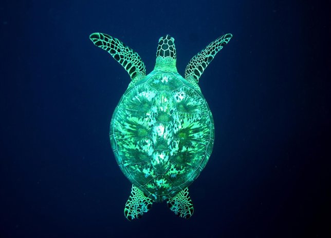 tortuga verde
