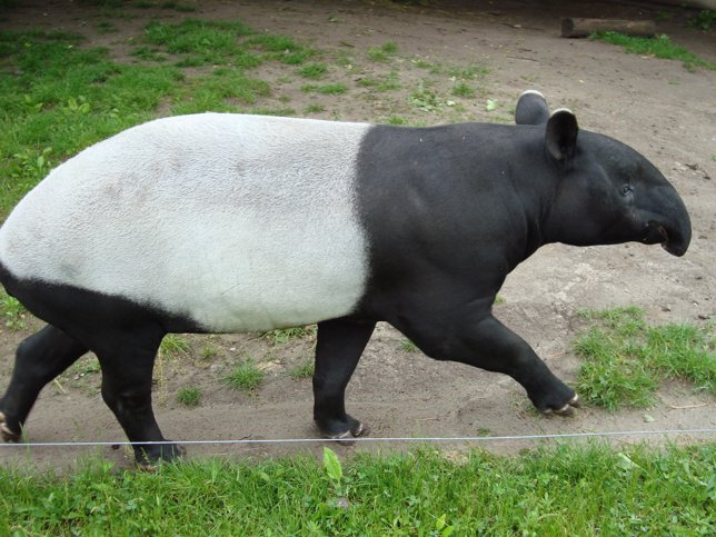 Tapir