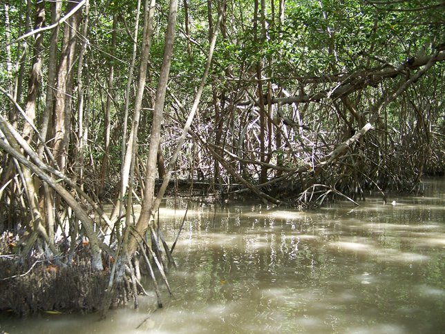 Manglar rojo
