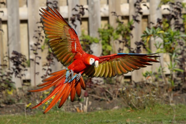 Guacamaya roja