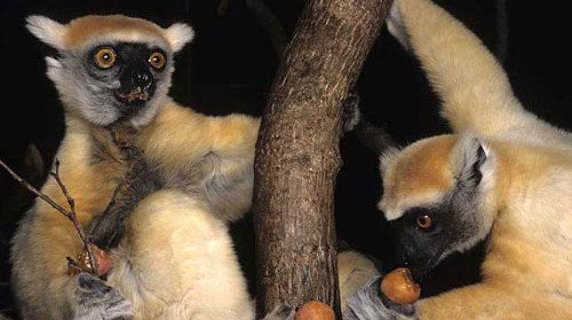 goldencrownsifaka2.jpg