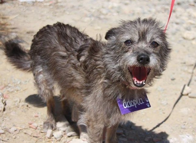 Perro de la Sociedad Protectora de Animales y Plantas de Málaga adopción