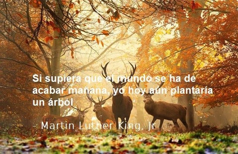 Mensajes Frases Poemas Del Dia Mundial Del Medio Ambiente | MEJOR Mensajes Frases Poemas Del Dia Mundial Del Medio Ambiente | MEJOR