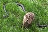 Espectacular lucha de una mamá conejo con una serpiente para salvar a sus...