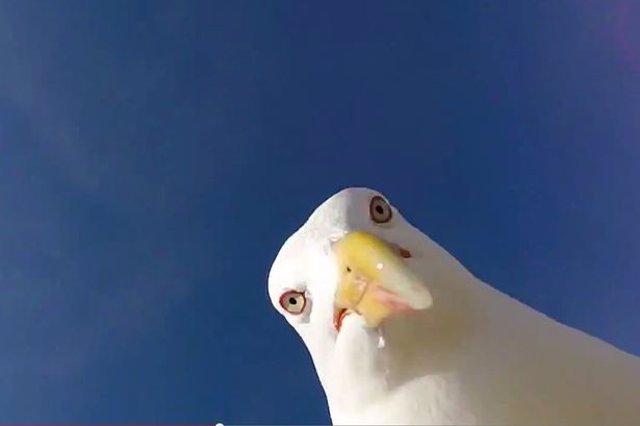 selfie gaviota