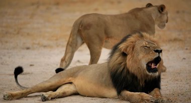 Foto: Zimbabue pide a EEUU la extradición del cazador que mató a 'Cecil' el león (FACEBOOK / ZIMPARKS)