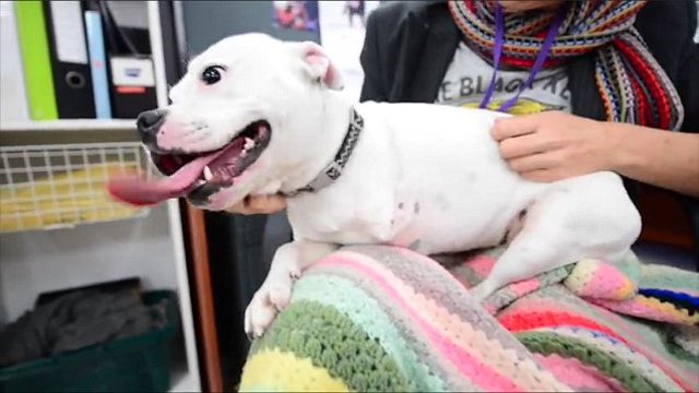 Tres patas y una niña 2 snowy