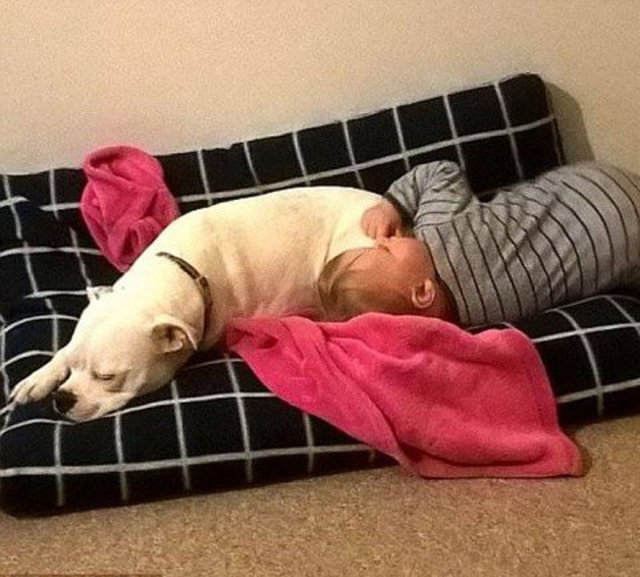 Tres patas y una niña 3 snowy y ella durmiendo