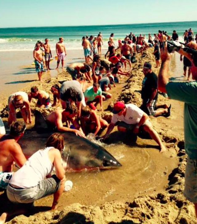 rescate tiburón blanco