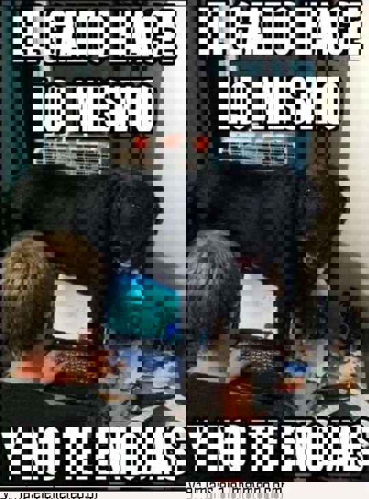 memes gatos y perros 2