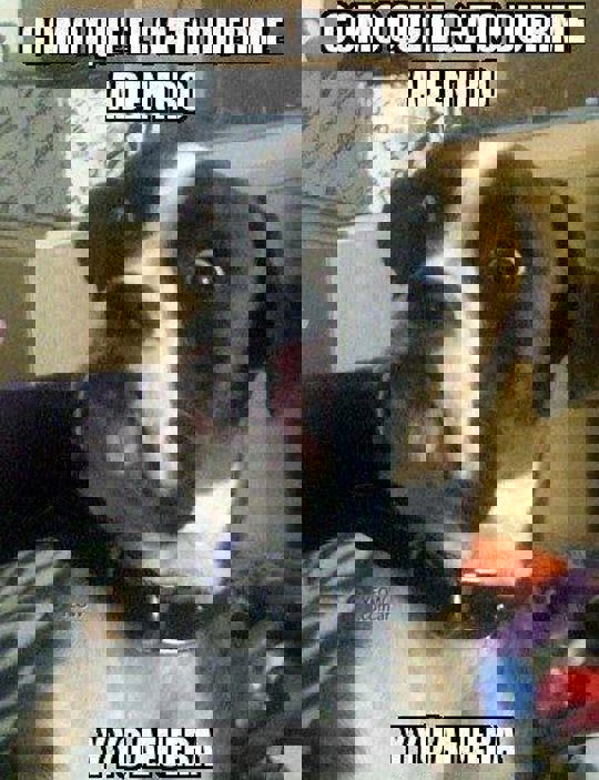 memes gatos y perros 3