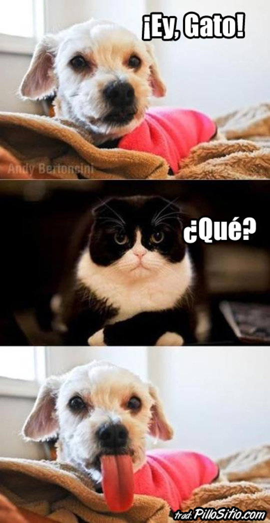 memes gatos y perros 4