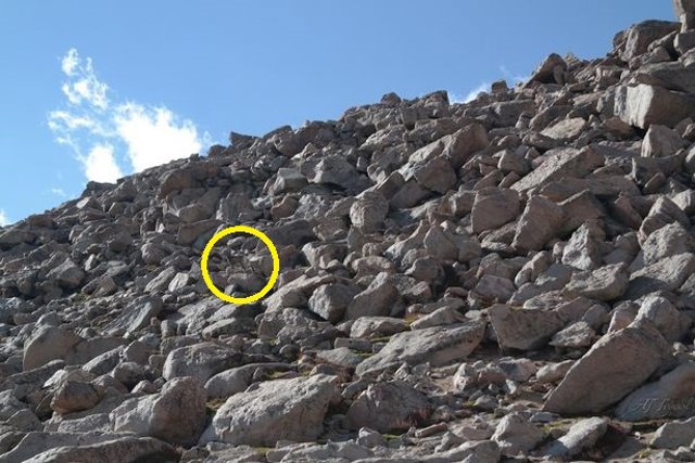 Buscando a la oveja ‘WALLY’ 1 2b