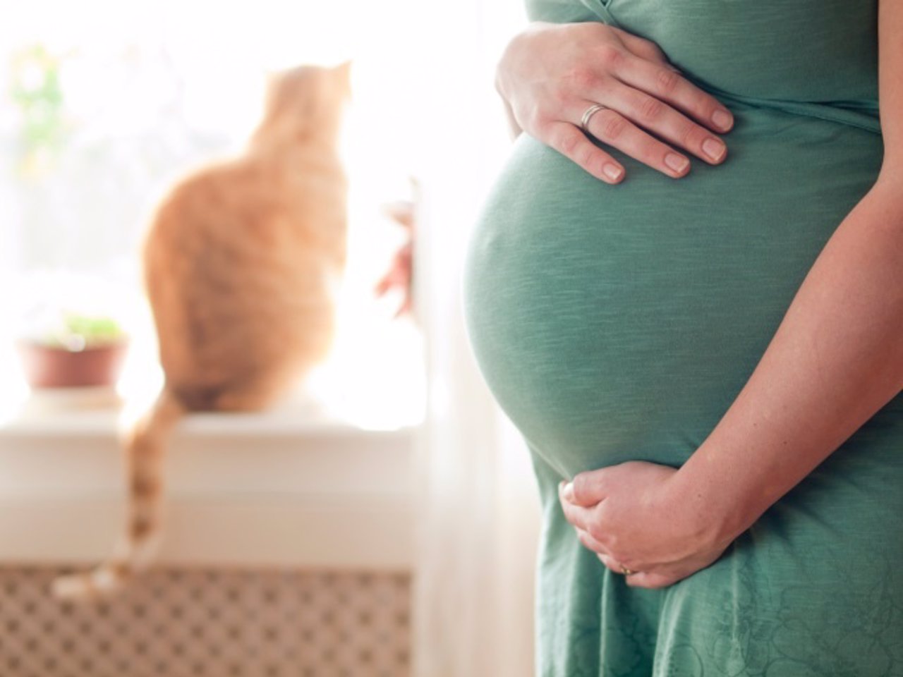 Verdades y mentiras sobre la toxoplasmosis