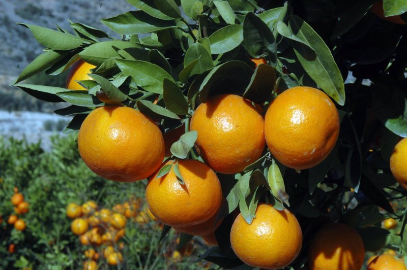 EMPRESA AGROALIMENTARIAS TARRAGONA empresa agroalimentarias tarragona: