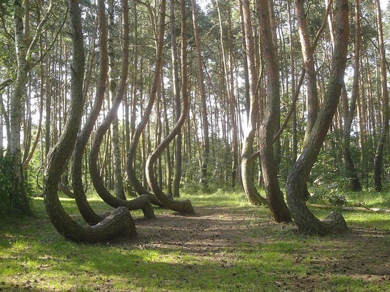 Conoce Crooked Forest El Misterioso Bosque Torcido De Polonia