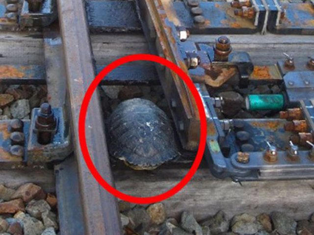 tortugas kobe vías férreas