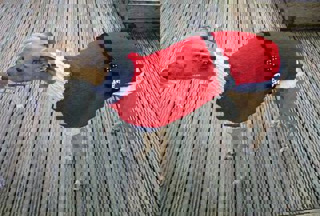 Jerseys para galgos abandonados, una historia sin desperdicio 2 1