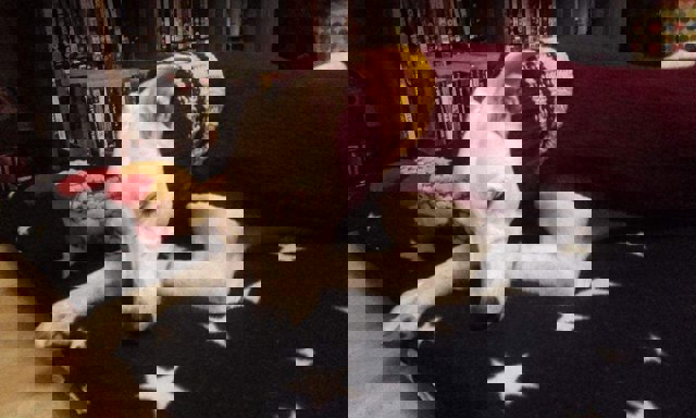 Jerseys para galgos abandonados, una historia sin desperdicio 3 4