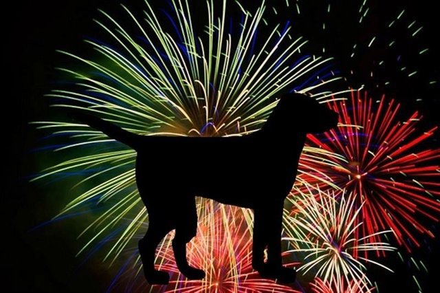 El secreto que hace que los perros no se asusten con los fuegos artificiales 1 fotonoticia_20141229150430_800