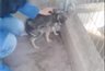 Un perro es acariciado por primera vez tras haber sido maltratado