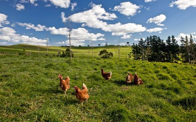 gallinas - Otaika Valley Free Range Eggs 2