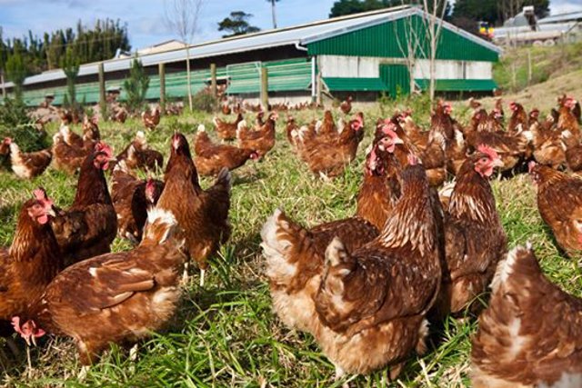 gallinas - Otaika Valley Free Range Eggs