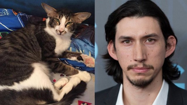gato kylo ren