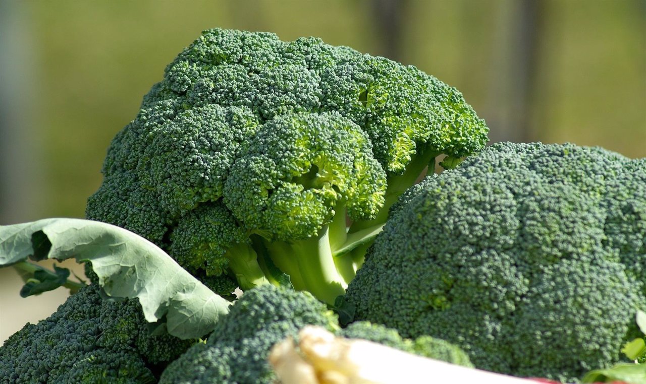 Brócoli