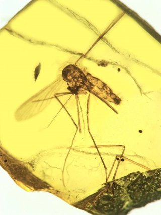 Fósil de mosquito ancestral transmisor de malaria