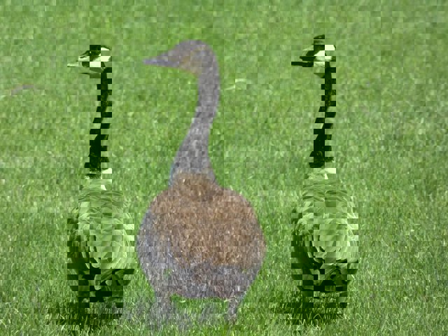 ganso - creative commons