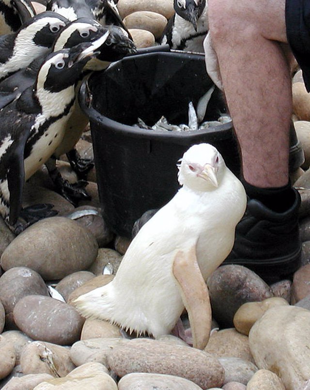 4 - pingüino albino