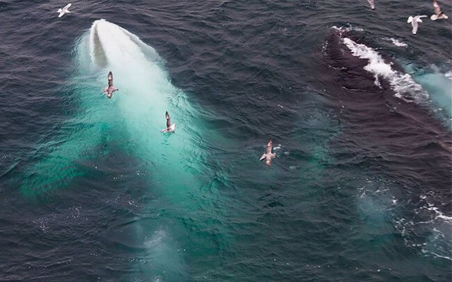 9 - ballena blanca