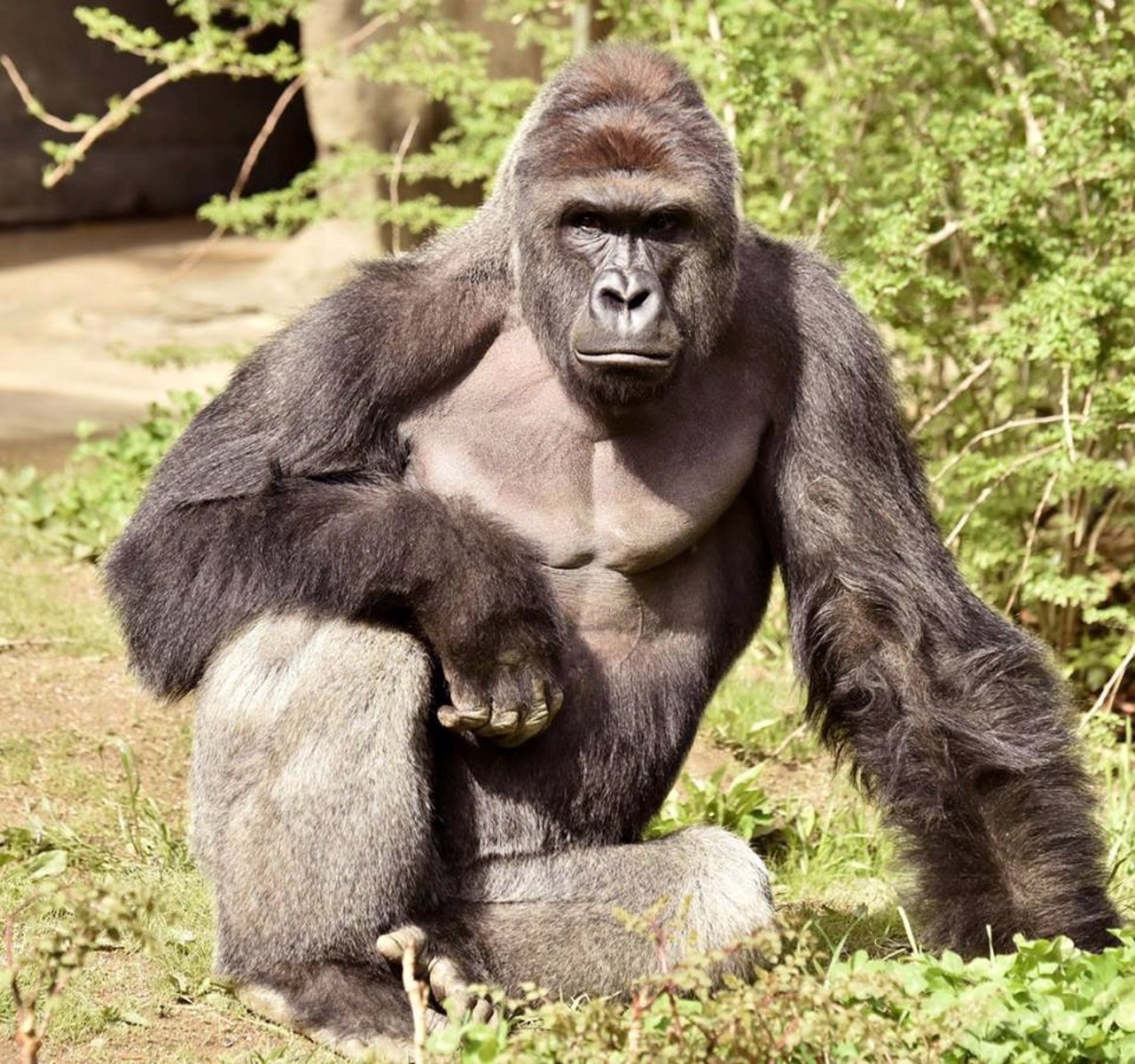 Harambe, el gorila abatido