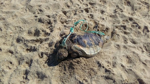 Tortuga encontrada muerta en La redondela
