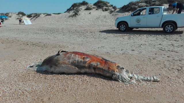 Cetáceo muerto en Punta Umbría
