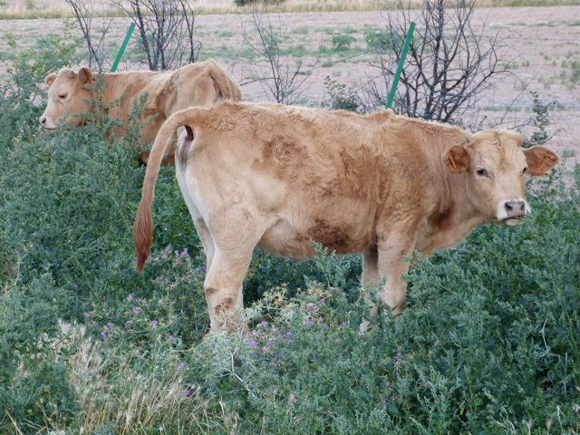 Terneros, terneras, carne de ternera, ganado vacuno, bovino