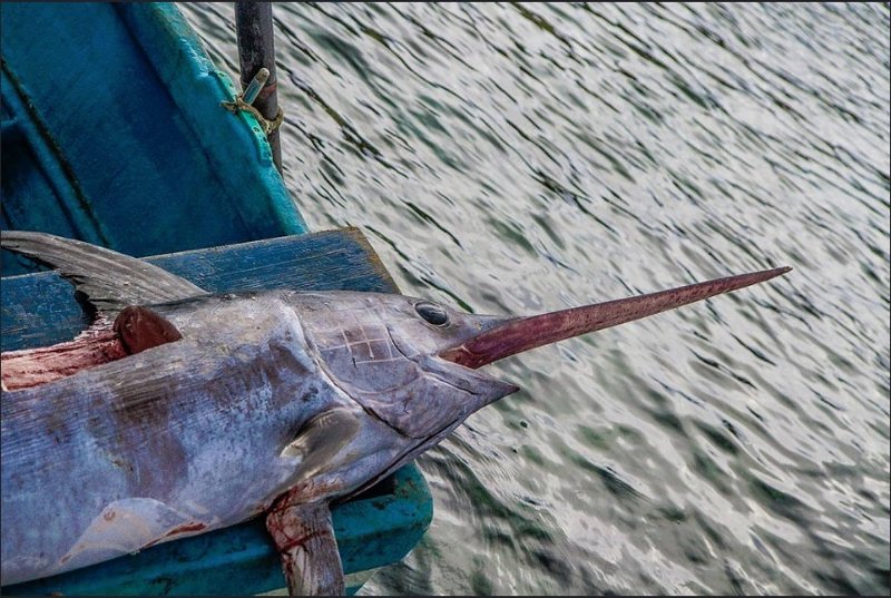 Oceana celebra las medidas de ICCAT sobre el pez espada pero recuerda que llegan con una década de retraso